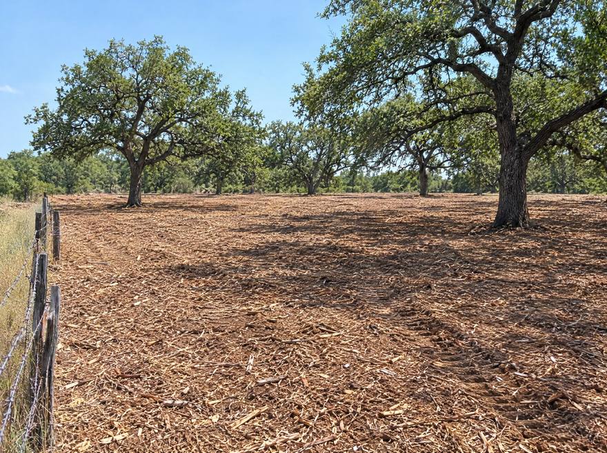 The same pasture after forestry mulching, oaks and fence kept, mulch on the ground