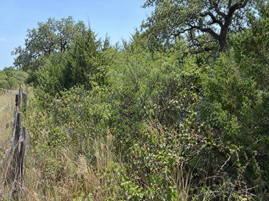 An overgrown pasture thick with cedar, mesquite and brush behind a barbed-wire fence