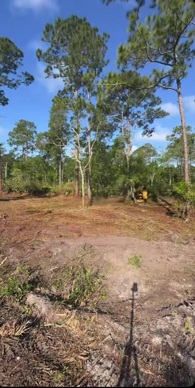 A cleared lot with the pines left standing